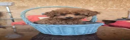 Caniche Toy perros en venta: Caniches toy chocolate - Anuncio 8