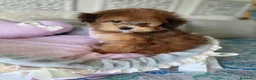 Maltipoo perros en venta: Maltipoo Hembra Toy tonalidades chocolates !! - Anuncio 5