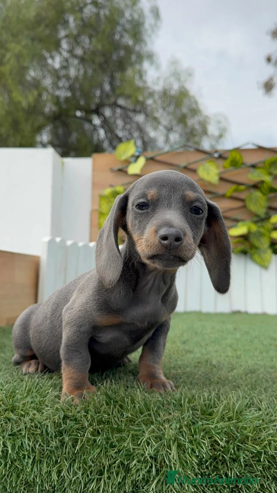 Teckel Miniatura perros en venta: TECKEL MINIATURA - Anuncio 12