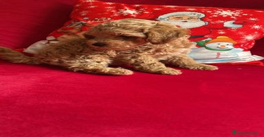 Caniche Toy perros en Cáceres - Anuncio 2
