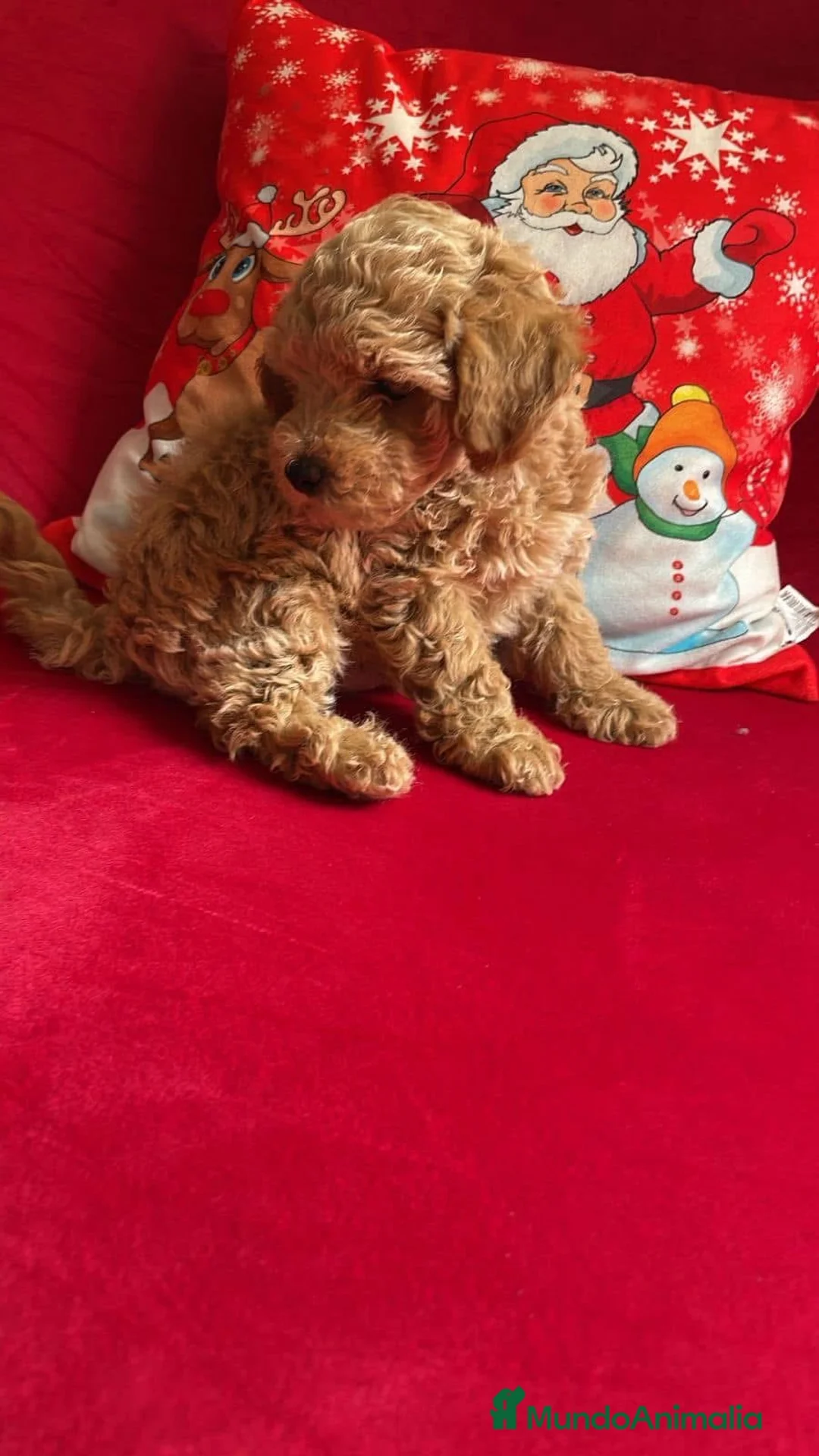 Caniche Toy perros en venta: Caniches disponibles !  en Cáceres - Anuncio 2