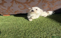Raza Mixta perros en venta: Maltipom - Imagen 2