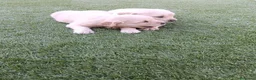 Golden Retriever perros en venta: Golden retriever machos y hembras  - Anuncio 3
