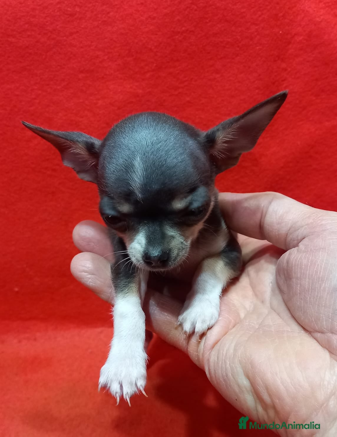 Chihuahua perros hembra de chihuahua toy blue  - Anuncio 2
