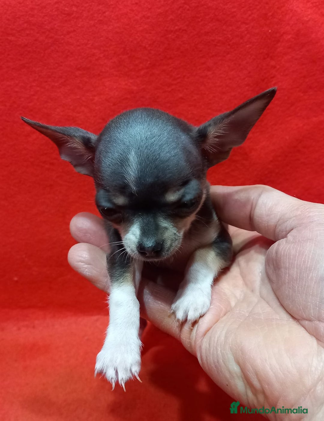 Chihuahua perros en venta: hembra de chihuahua toy blue  - Anuncio 2