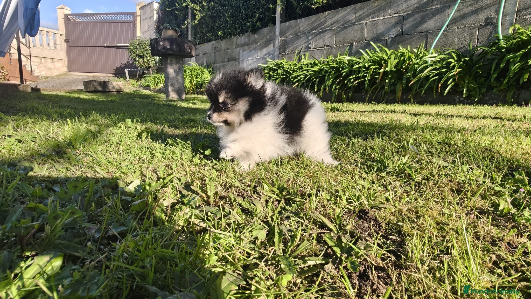 Pomerania perros Machito de pomerania toy, peludisimos y pequeño  - Anuncio 1