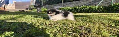 Pomerania Cachorro 1