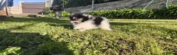 Pomerania perros en venta: Machito de pomerania toy, peludisimos y pequeño  - Anuncio 1
