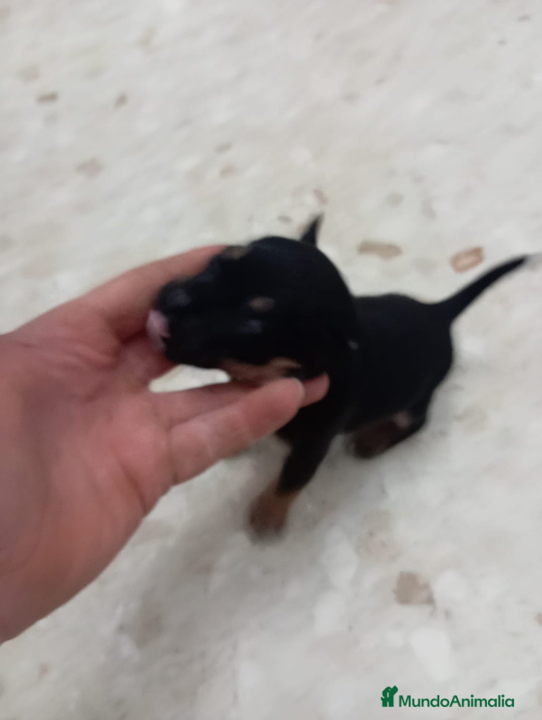 Pinscher Miniatura perros en venta: Pinscher miniatura  - Anuncio 7