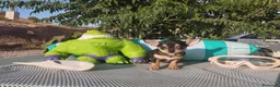 Chihuahua perros en venta: Chihuahuas mini toy - Anuncio 8