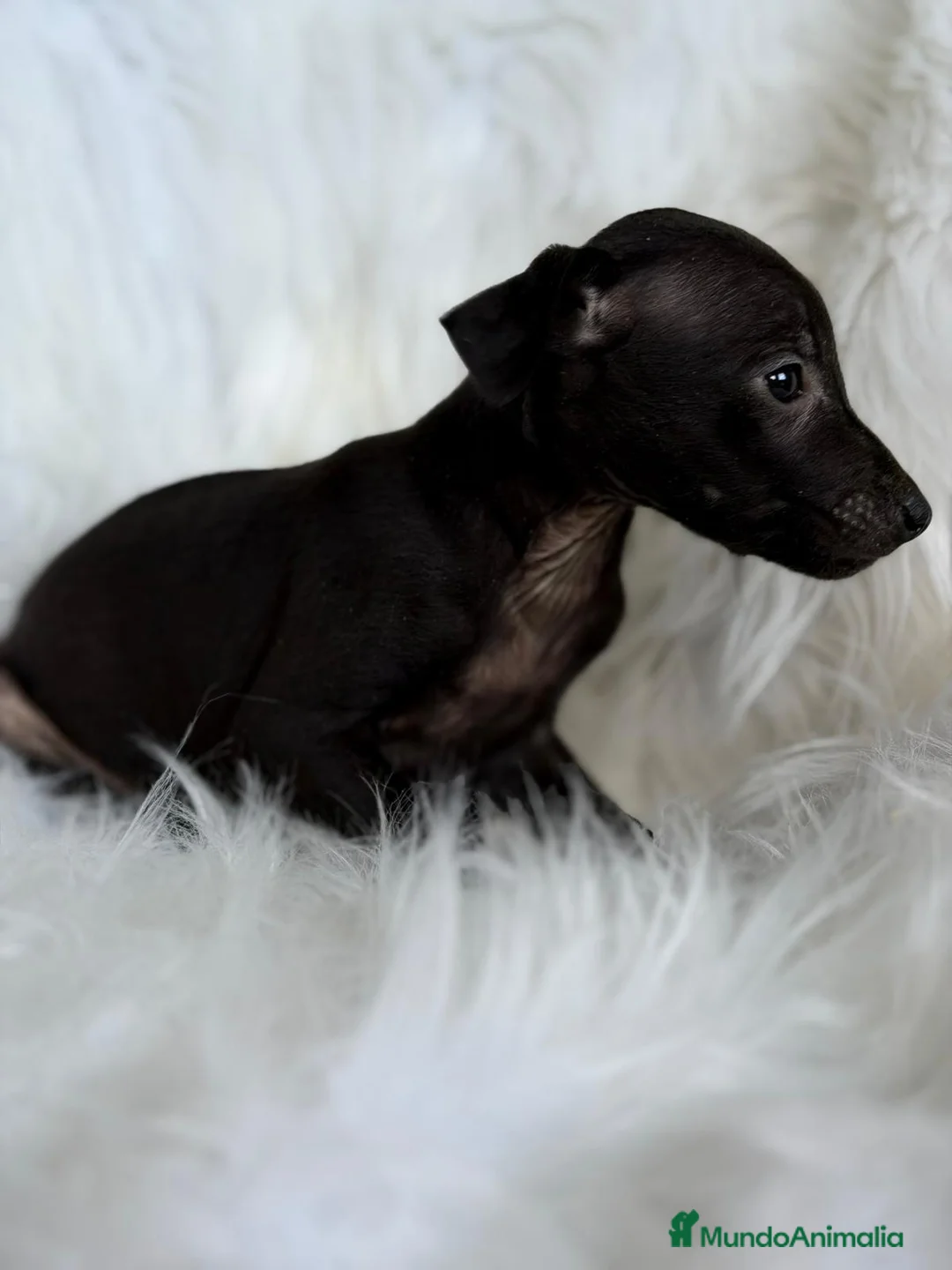 Pequeño Lebrel Italiano perros en venta: PEQUEÑO LEBREL (PICCOLO) NEGRITOS - Anuncio 6