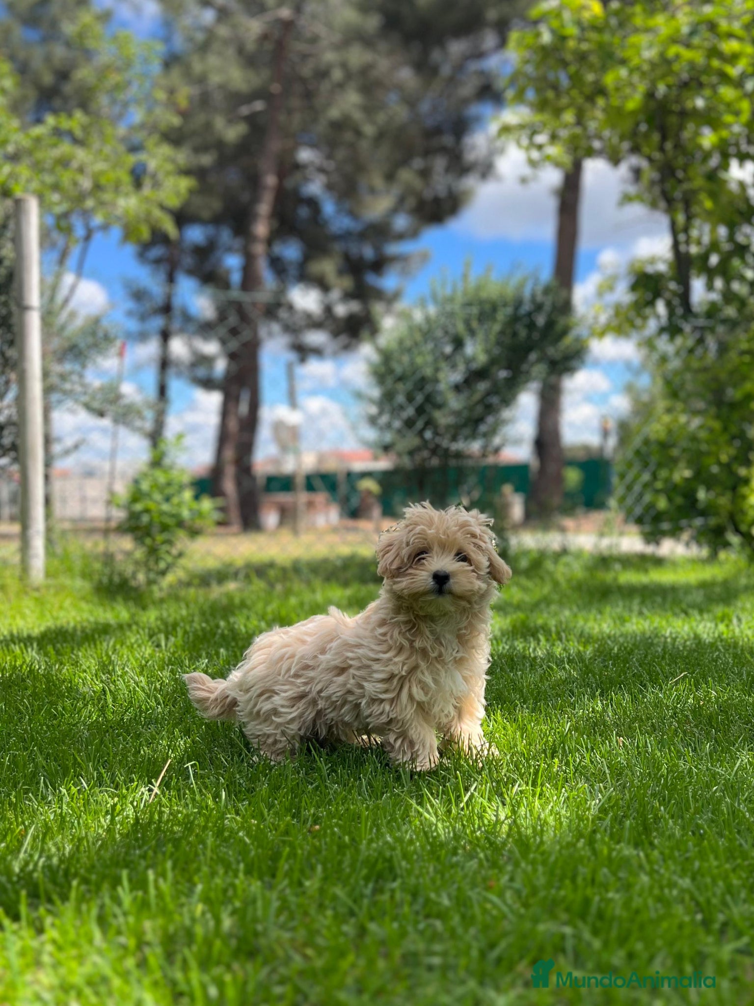 Maltipoo perros Maltipoo - Anuncio 5