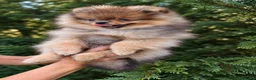 Pomerania perros en venta: Hembra Pomerania Naranja sable - Anuncio 3