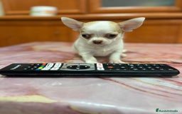 Chihuahua perros en venta: Chihuahua toy ruso macho - Imagen 2