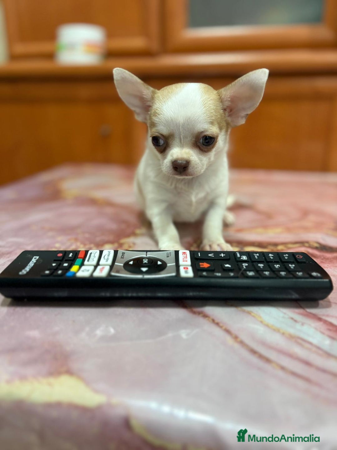 Chihuahua perros en venta: Chihuahua toy ruso macho - Imagen 2
