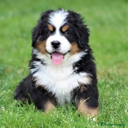 Boyero de Berna perros Boyeros De Berna Preciosos Bebes disponible  - Anuncio 1