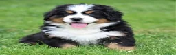 Boyero de Berna perros en venta: Boyeros De Berna Preciosos Bebes disponible  - Anuncio 1