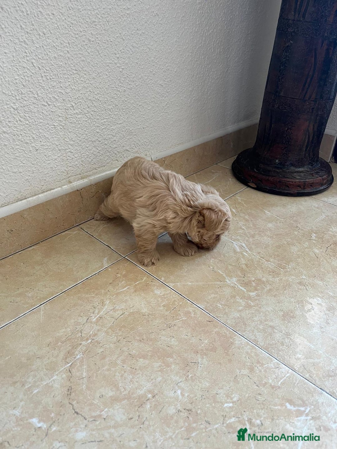 Yorkshire Terrier perros en venta: YORSHIRE - Imagen 13