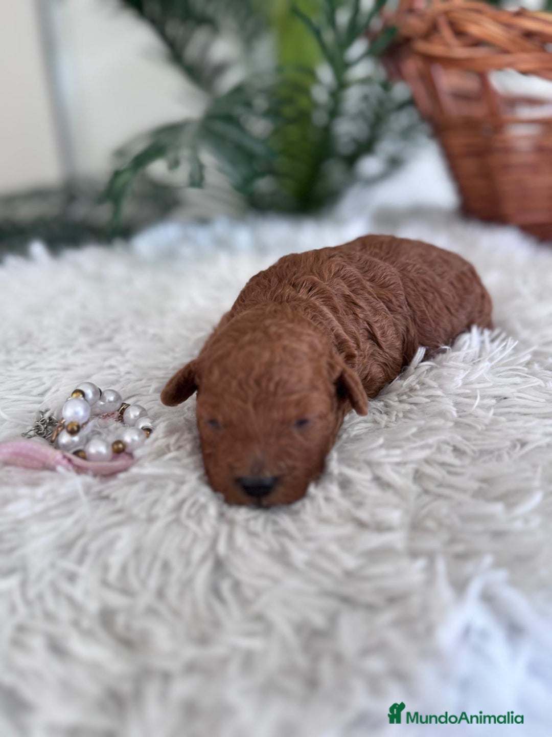 Caniche Toy perros en venta: CANICHE TOY HEMBRA - Anuncio 13