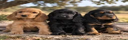 Cocker Spaniel Inglés perros en venta: Cocker inglés  - Anuncio 1