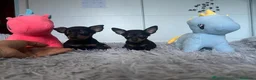 Ratón de Praga perros en venta: 🐾💕RATÓN DE PRAGA: UNA DULZURA EN MINIATURA💕🐾 - Anuncio 1