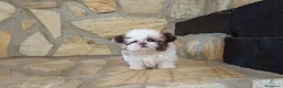 Shih Tzu perros en venta: SHIH TZU IMPERIAL MINIATURA  - Anuncio 3