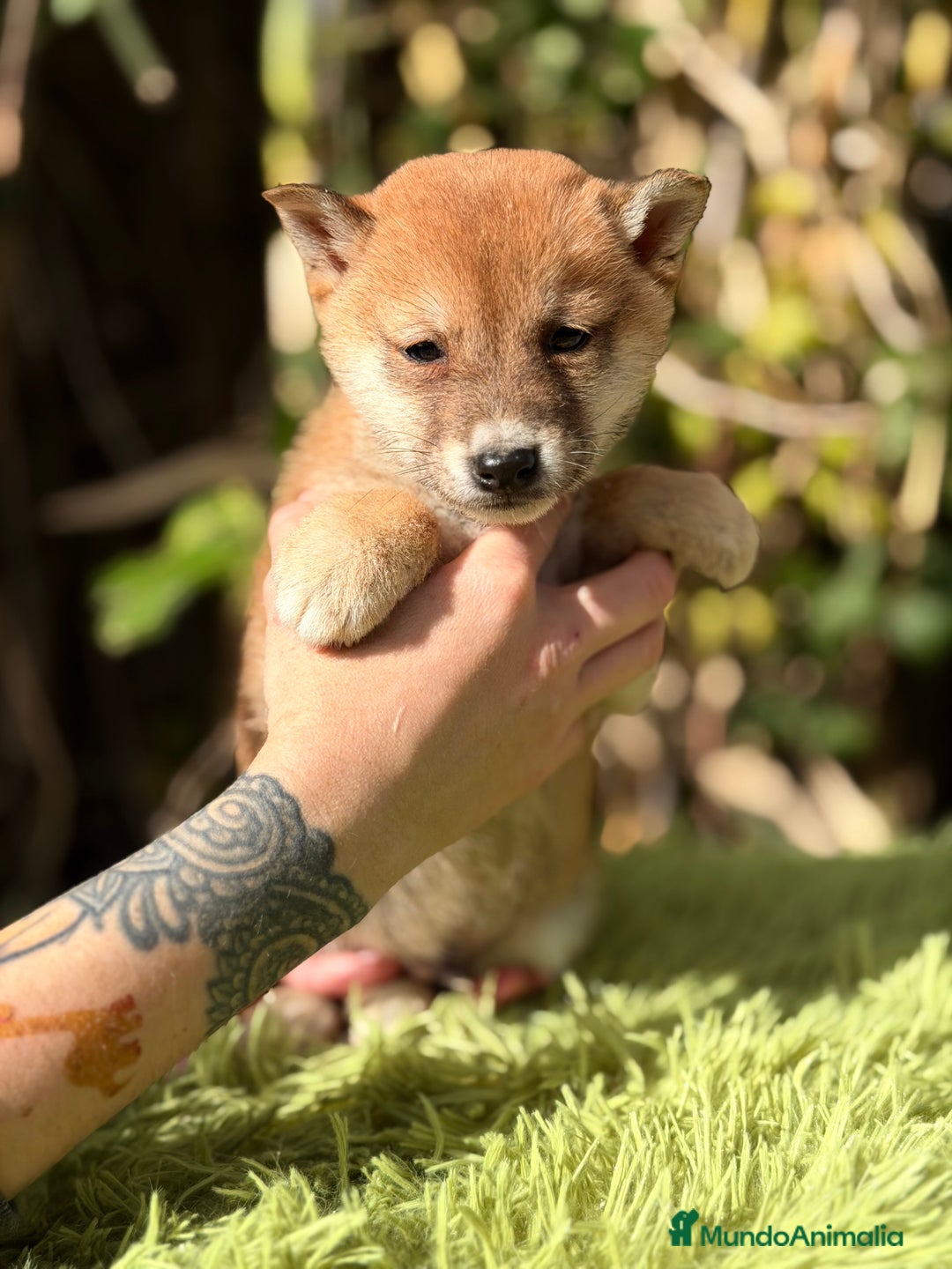 Shiba Inu perros en venta: Shiba Inu rojo  - Anuncio 4