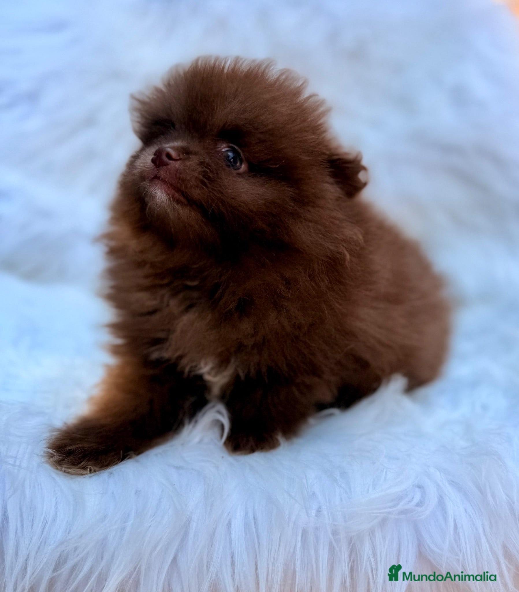 Pomerania perros POMERANIA MINI CHOCOLATES EXCLUSIVOS - Anuncio 7
