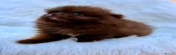 Pomerania perros en venta: POMERANIA MINI CHOCOLATES EXCLUSIVOS - Anuncio 1
