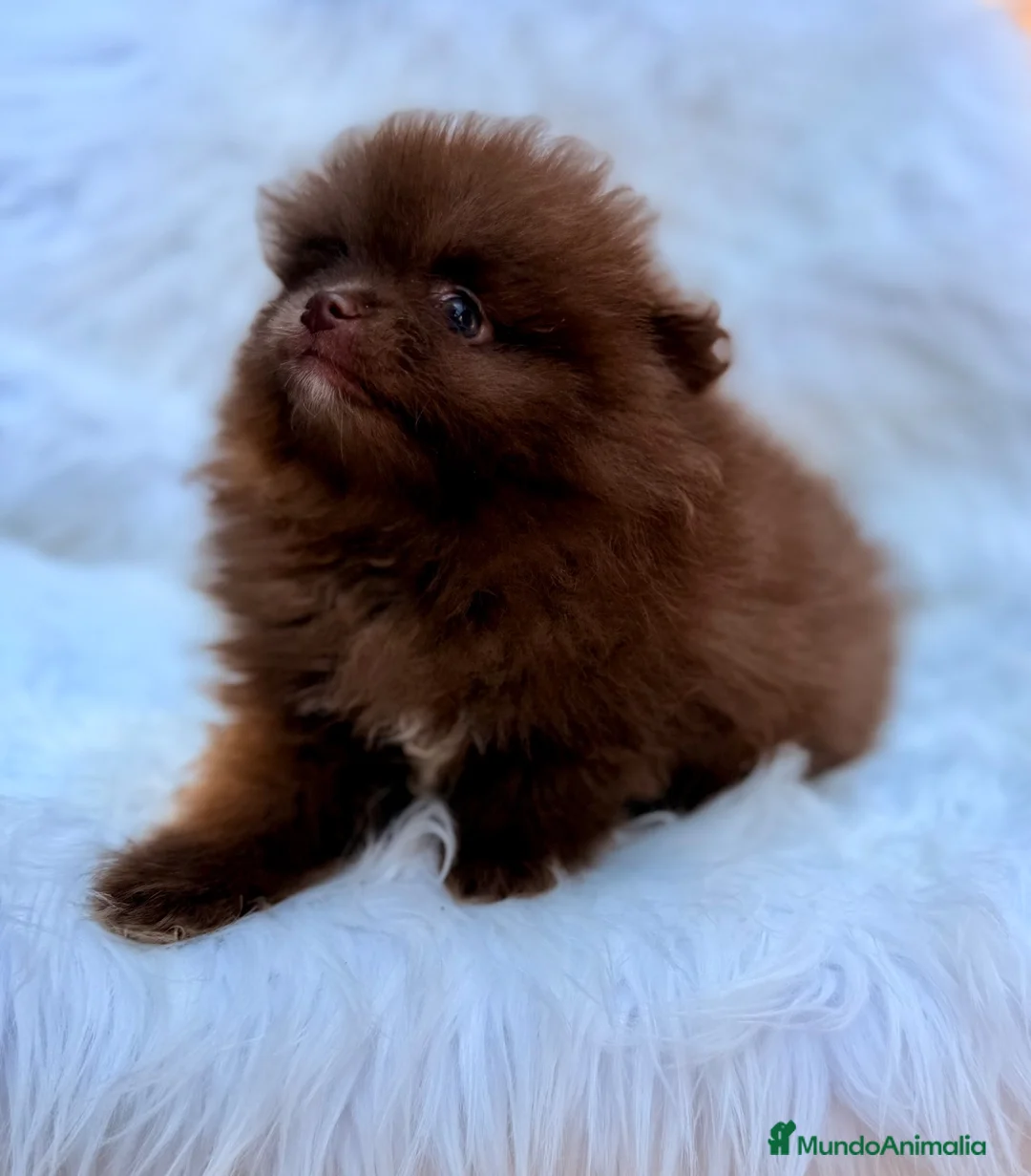 Pomerania perros en venta: POMERANIA MINI CHOCOLATES EXCLUSIVOS - Anuncio 1