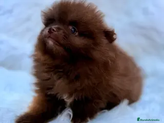 Pomerania perros POMERANIA MINI CHOCOLATES EXCLUSIVOS - Anuncio 28