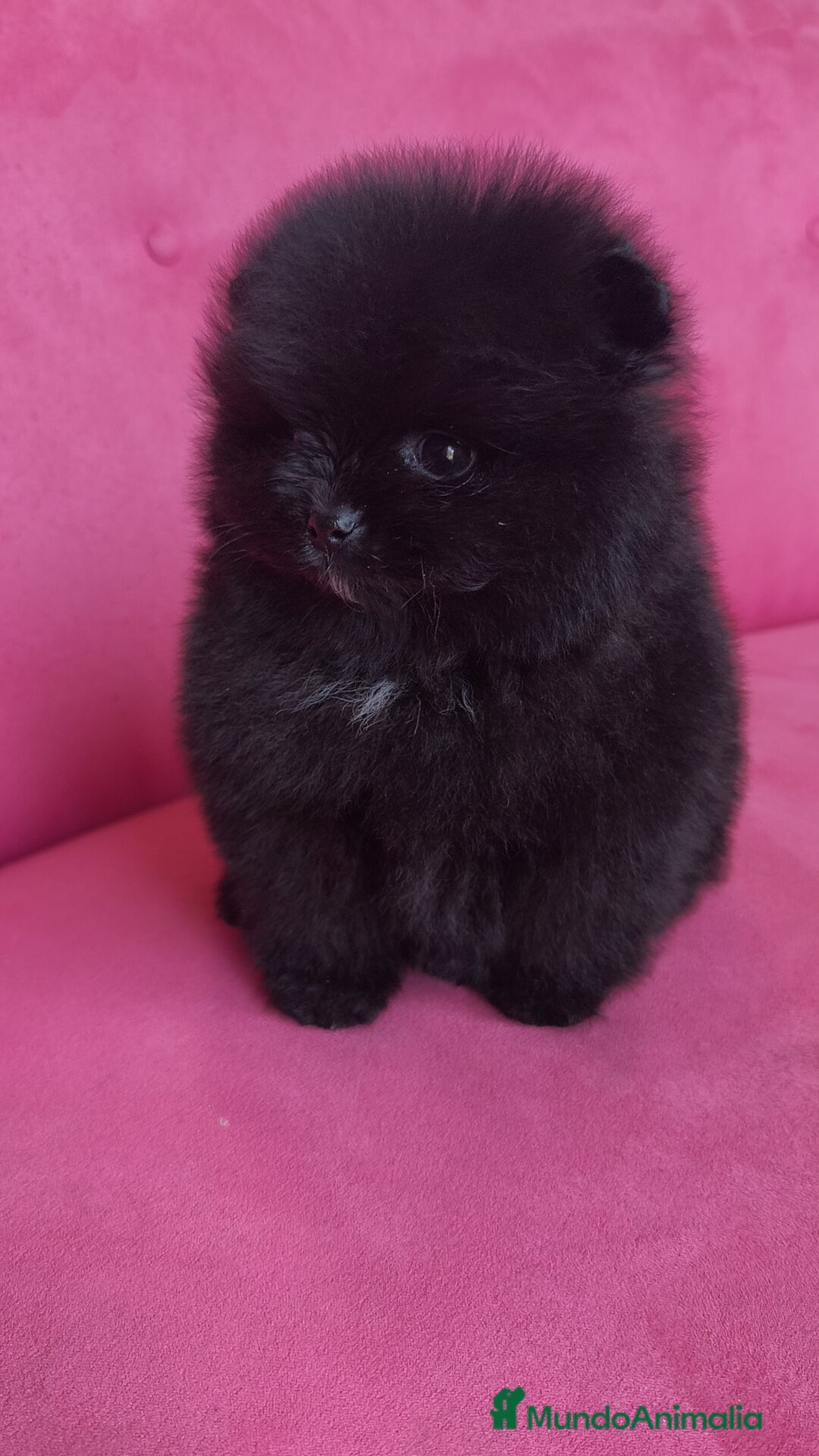 Pomerania perros en venta: Lulú Pomerania hembras  - Anuncio 6