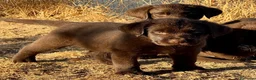 Labrador Retriever perros en venta: labrador chocolate  - Anuncio 8