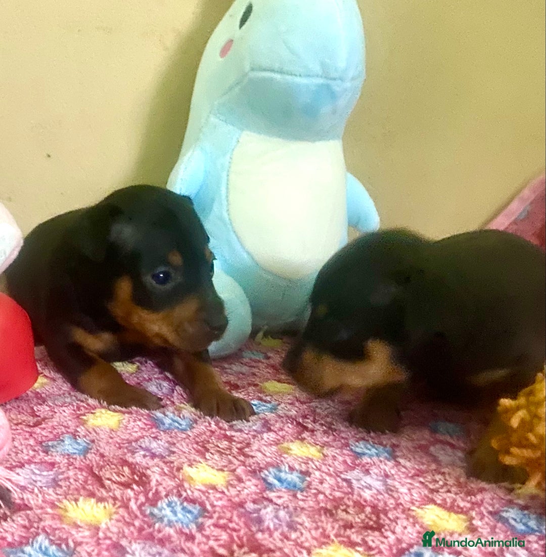 Pinscher Miniatura perros en venta: Pincher Miniatura - Anuncio 8
