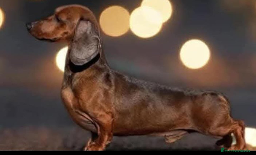 Teckel Miniatura perros en venta: Teckel miniatura Canichen  - Anuncio 1