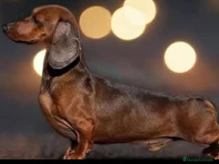 Teckel Miniatura perros Teckel miniatura Canichen - Anuncio 20