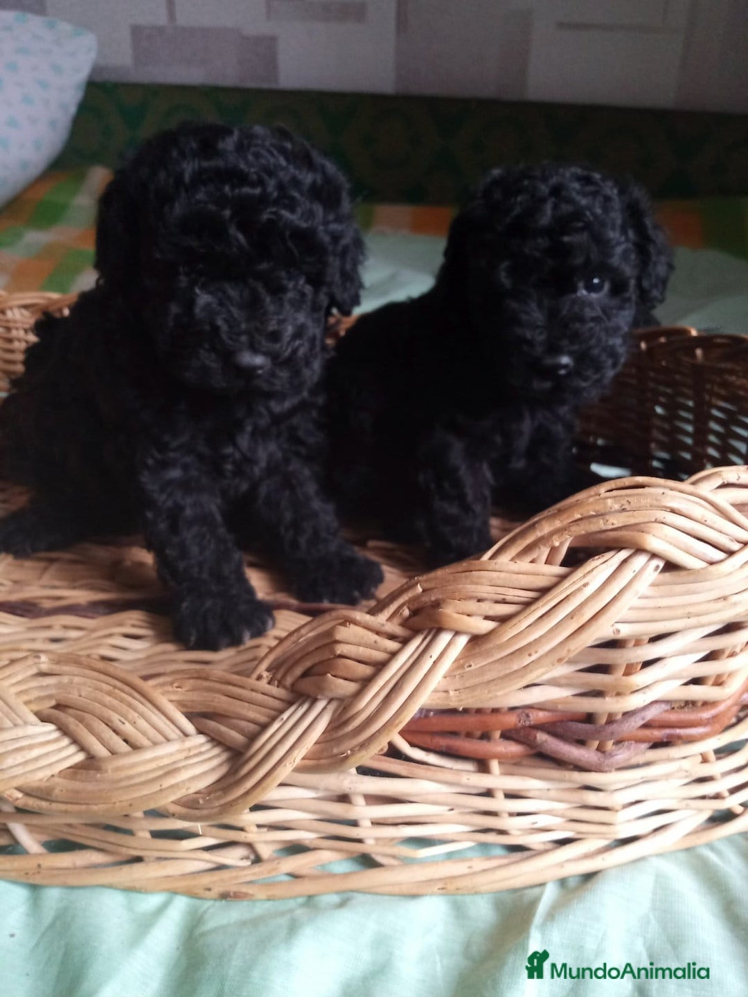 Caniche Toy perros en venta: Espectaculares Caniche Toy  - Anuncio 1