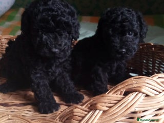 Caniche Toy perros Espectaculares Caniche Toy - Anuncio 2