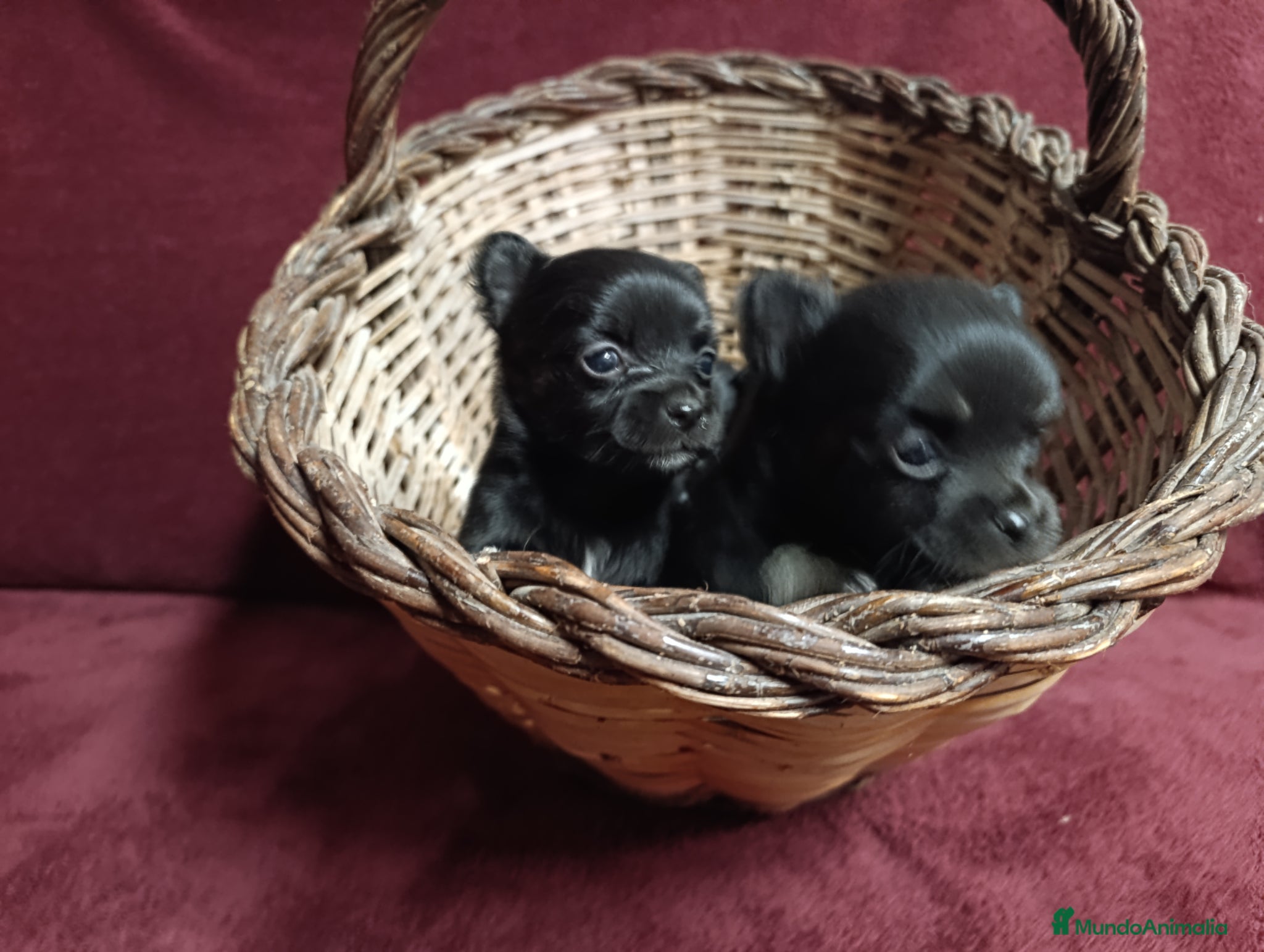 Chihuahua perros chihuahuas pelo largo - Anuncio 1