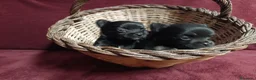 Chihuahua perros en venta: chihuahuas pelo largo - Anuncio 1