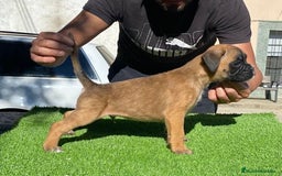 Boxer perros en venta: Boxer macho disponible  en Salamanca - Imagen 1