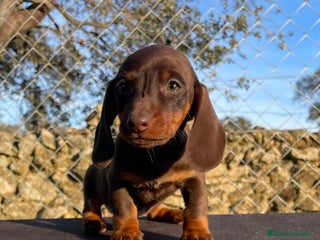 Teckel Miniatura perros en Badajoz - Anuncio 12