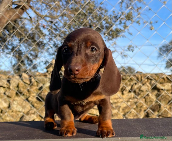Teckel Miniatura perros en Badajoz - Anuncio 15