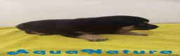 Shiba Inu perros en venta: Shiba Inu Macho 1 de Magy y Simbad AQUANATURA - Anuncio 3