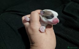 Chihuahua perros en venta: Última hembra de chihuahua preciosa  - Imagen 4