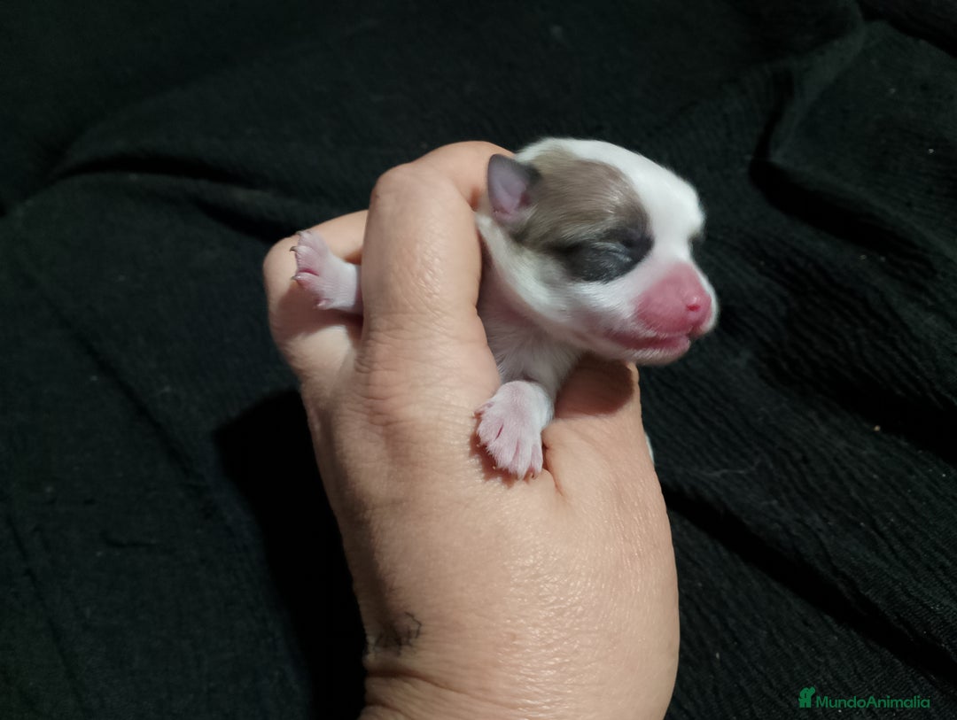 Chihuahua perros en venta: Última hembra de chihuahua preciosa  - Imagen 4