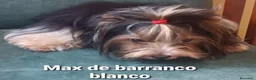 Biewer Yorkshire Terrier a la Pom Pon perros en venta: Biewer con pedigree de la mejor calidad - Anuncio 3