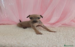 Pequeño Lebrel Italiano perros en venta: Pequeño lebrel Italiano Galgo italiano Piccolo  - Imagen 2