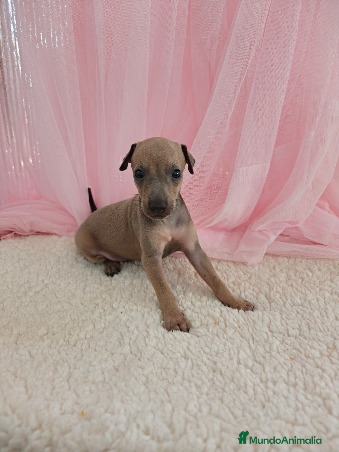 Pequeño Lebrel Italiano perros en venta: Pequeño lebrel Italiano Galgo italiano Piccolo  - Imagen 2