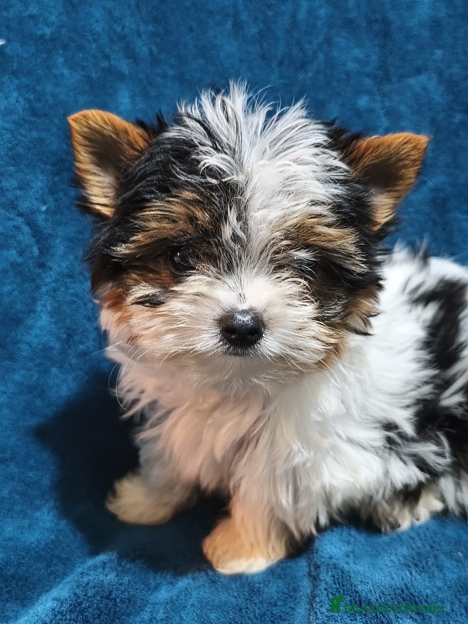Biewer Yorkshire Terrier a la Pom Pon perros Yorkshire biewer - Anuncio 19